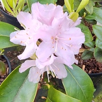 Rhododendron minus